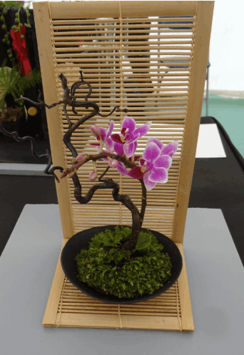 aoifa.com
